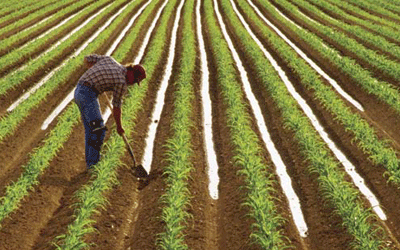 Επαγγελματική κατάρτιση για νέους αγρότες στην Αρτάκη 