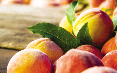 Ξαναπιάνουν επαφή τα ελληνικά φρούτα στις ξένες αγορές