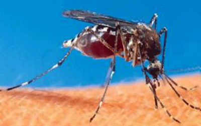 Φορέα για την καταπολέμηση των κουνουπιών συστήνει η Μακεδονία