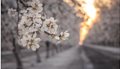 Almond-Bloom