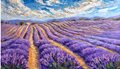 Cultivating_Aromas_20x30_palette_knife_oil_painting_lavender_field_niki_gulley_3