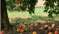 Fallen-Peaches-in-Peach-Orchard