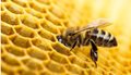Icko-Cerea-private-equity-buyout-France-bees