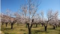 Konstantinos_Tsakalidis_SOOC_Taxidia_Ofrynio_Amygdalies26