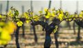 Leaves-on-a-trellised-vine-growing-in-a-vineyard-1024x457