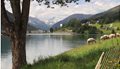 Sheep-in-Davos