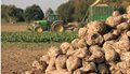 Sugar-beets-agriculture---PULP2VALUE--AdobeStock_40515332_2