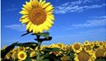 20140310145457_Big-sunflower-in-sunflowers-field1