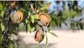 Almond-tree-Featured-Image