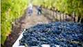 Get-ready-for-grape-harvest-scaled-1-1536x1024