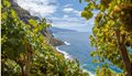 Vineyard-on-the-Island-of-Madeira