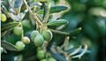 fruits-olives-title