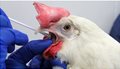 chicken_influenza