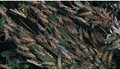 nationalgeographic_22933