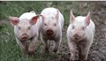 pig-gty-er-220319_1647715358563_hpMain_16x9_1600