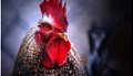 proud_rooster_by_dreamca7cher_d39z2w8-fullview