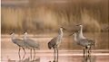 sandhill-cranes-grus