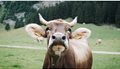 stage-is-there-more-to-methane-than-cow-farts