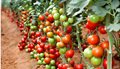 tomatoes-exports__2_