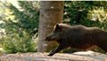 wild-boar-bounding-royalty-free-image-1678725162