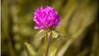red-clover-1662601_1920_2
