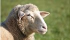 sheep-4673941_1920_1__2