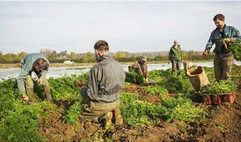120717-migrant-workers-picking-vegetables-c-Mint-Images-REX-Shutterstock-rexfeatures_8515973a