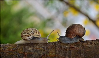 2-snail-facing-each-other-183333-scaled