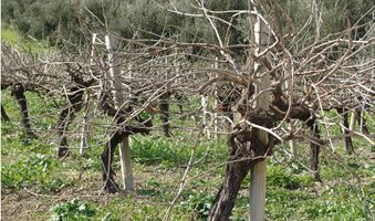 2-vines-without-leaves