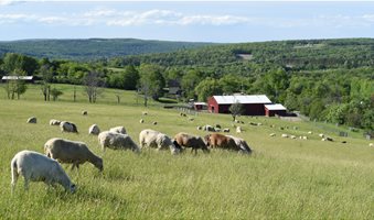 2017_06-02_FSNY_Sheep_pasture_landscape_DSC_8640_CREDIT_Farm_Sanctuary-1600x900