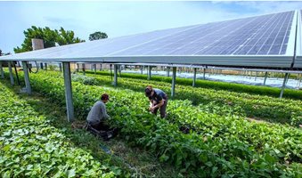 Agrivoltaic-Jacks-Solar-Farm-Photo-by-Werner-Slocum-NREL-2