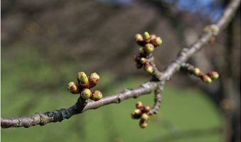 Apple-tree-buds