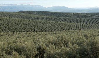 Campo-olivares