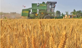 China-wheat-RTX3IEBX