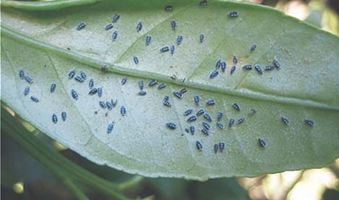 Colony-of-Aleurocanthus-spiniferus-on-undersurface-of-orange-leaf-nymphs-1-2