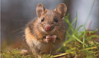 How-to-Keep-Field-Mice-Out-of-Your-Lawn