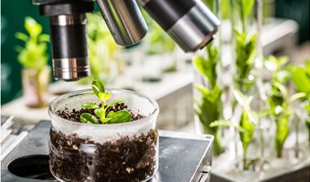 New-Plant-Breeding-Technologies-for-Improving-Crop-Productivity-and-Quality