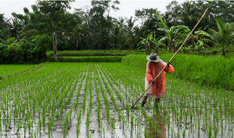 New-report-lays-out-roadmap-to-achieve-sustainable-rice-production_i1140