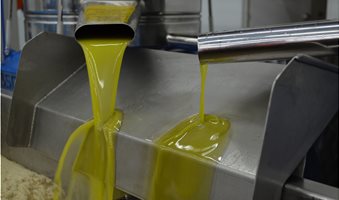 Olive-Oil-Processing-2
