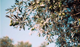 Olive-Tree-1536x1024