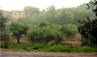 Olive_grove_rain
