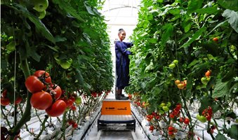 P234e_High-tech_tomato_greenhouse_Ethiopia