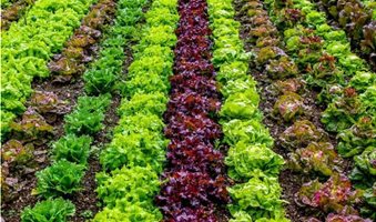 Vegetable-Farming-USA4-1024x711