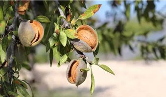 Almond-tree-Featured-Image