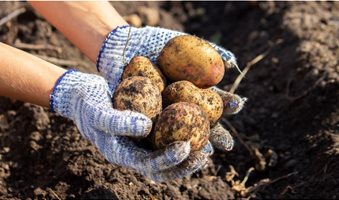 Harvest-Potatoes