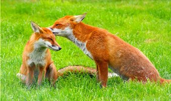 Red_Fox_