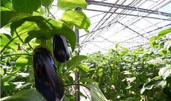 giant-eggplant-in-greenhouse-Q9H5WSP_1000x662