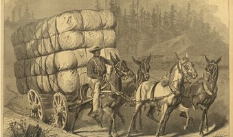 hauling-cotton-rawscan