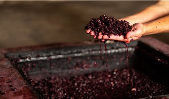 how-to-measure-sugar-content-when-making-wine-2