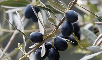 olives-357849_640__1_